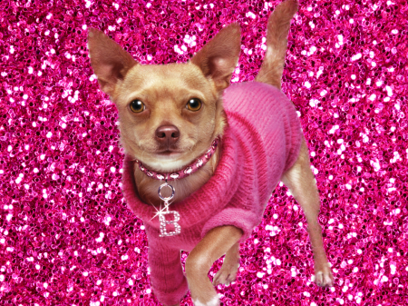 Legally Blonde Jnr
